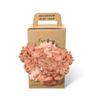 Funguy Pink Oyster Mushroom Grow Kit Funguy Pink Oyster Mushroom Grow Kit