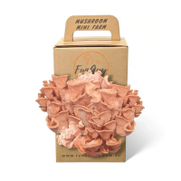 Funguy Pink Oyster Mushroom Grow Kit Funguy Pink Oyster Mushroom Grow Kit