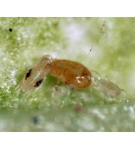 Persimilis | A predatory mite for the control of two-spotted mite and other spider mites. Supplied in packs of 5,000 Adult Persimilis | A predatory mite for the control of two-spotted mite and other spider mites. Supplied in packs of 5,000 Adult