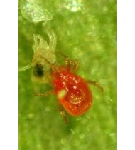 Persimilis | A predatory mite for the control of two-spotted mite and other spider mites. Supplied in packs of 10,000 Adult Persimilis | A predatory mite for the control of two-spotted mite and other spider mites. Supplied in packs of 10,000 Adult
