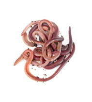 Red Tiger Worms pack of 1x250g Red Tiger Worms pack of 1x250g