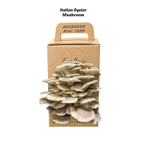Funguy Italian Oyster Mushroom Grow